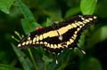 164 Koenigs-Page - Papilio thoas